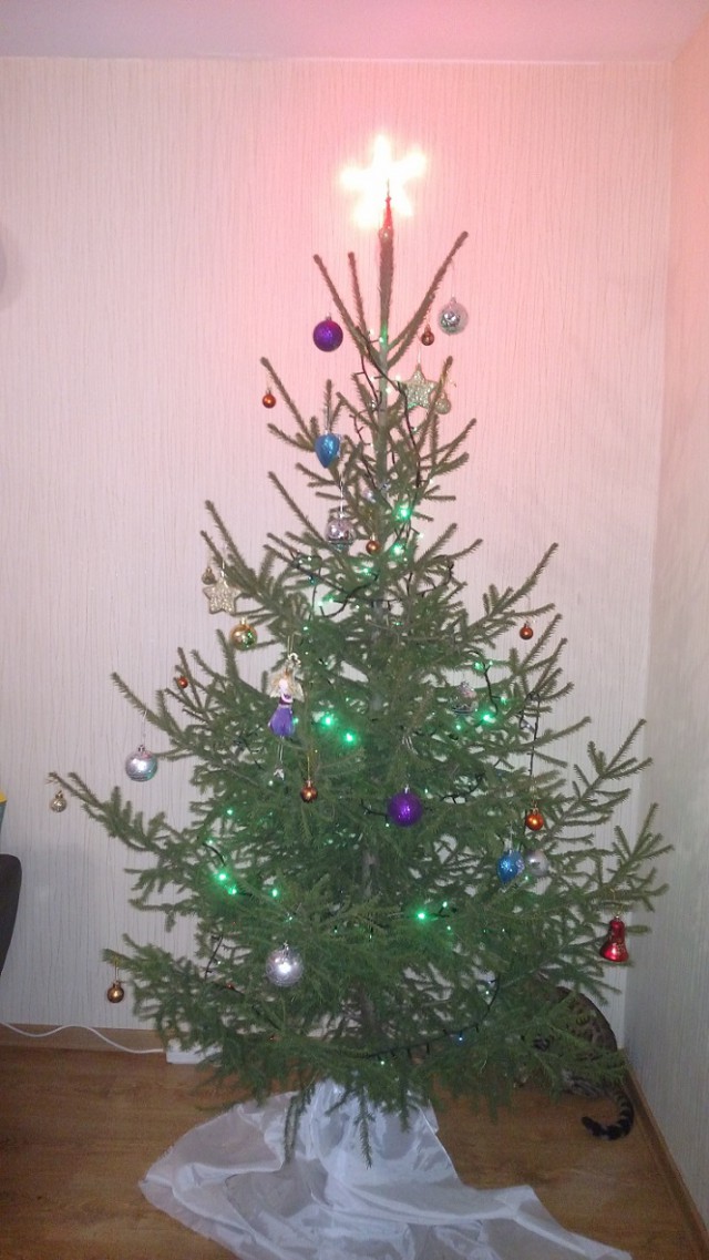 Котовторник 9.01.2018