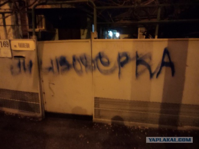 В Краснодаре пять свидетелей заявили, что женщина убила кота