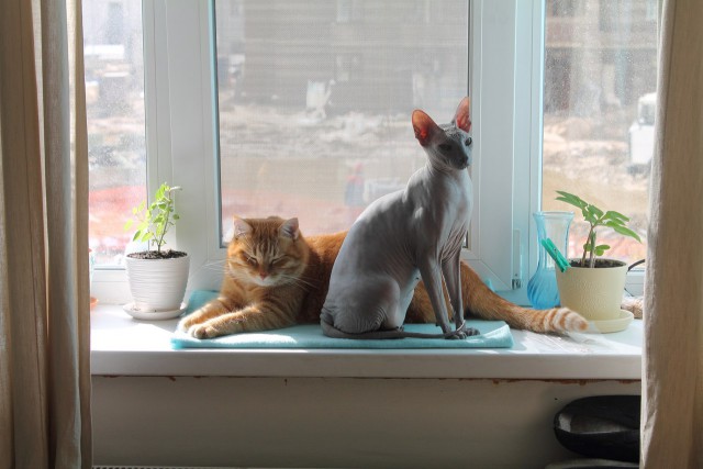 Котовторник