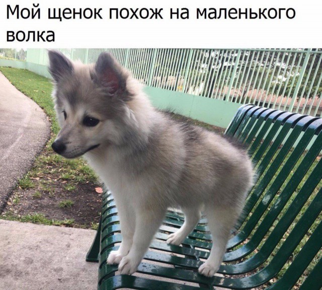 Живность из сети