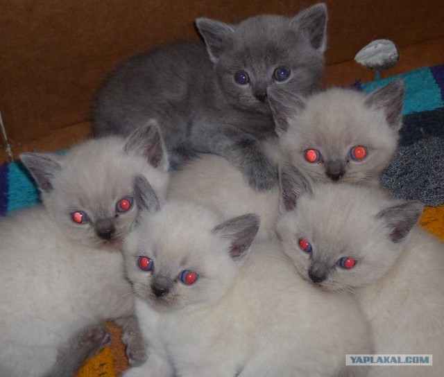 Как же можно про котовторник забыть?!