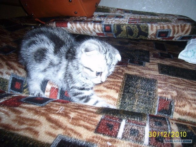 Котовторник 25.01.2011