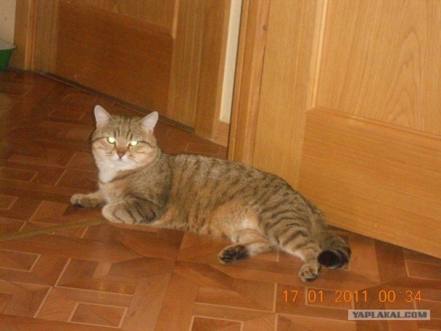 Котейкин вторник! Космический 12.04!