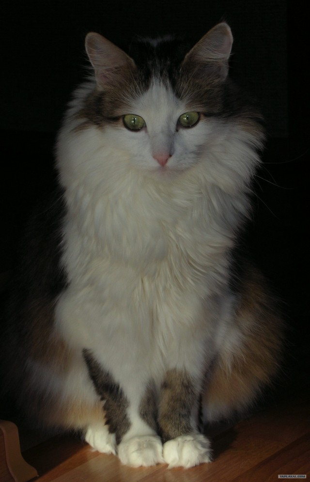 Эпический Котовторник!