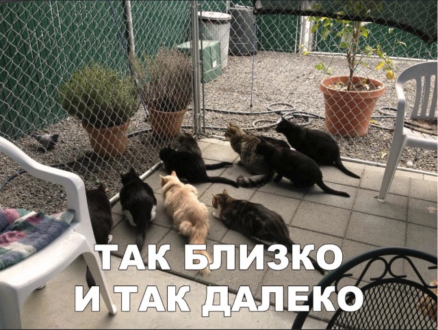 Нестандартный юмор