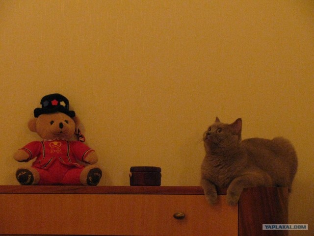 Котовторник с Максом