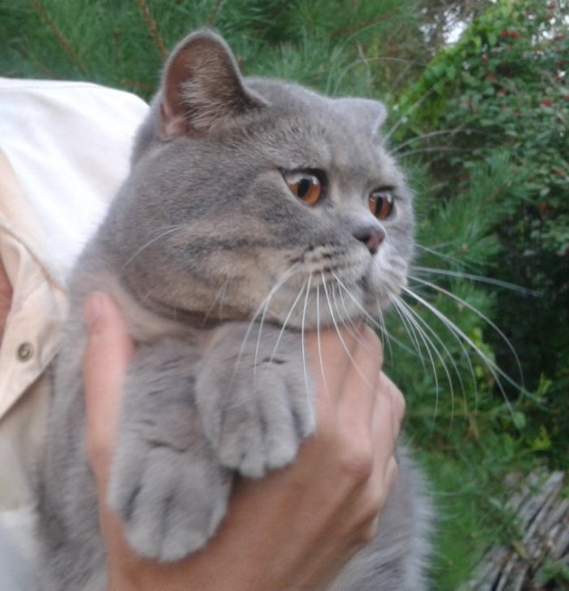 Котовторник 06.12.2011