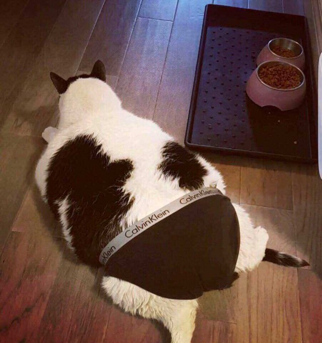 Прикольных котов пост