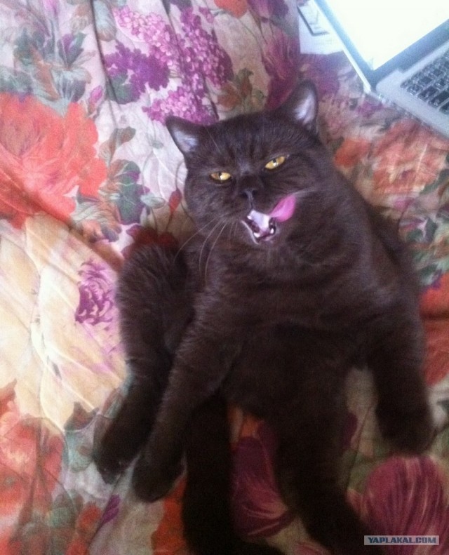 Котовторник   5.06.2012