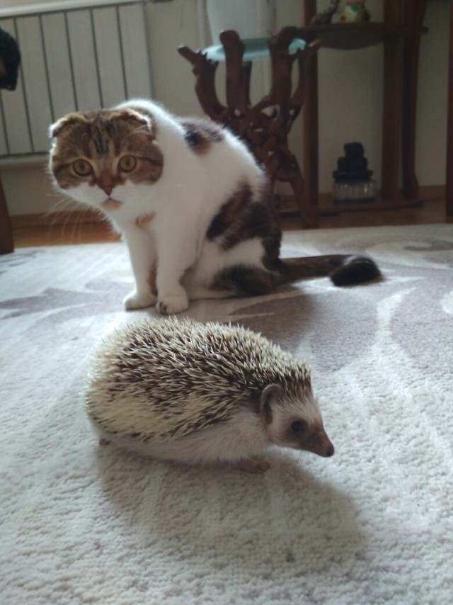 Котовторник! начнем? 04.06.19