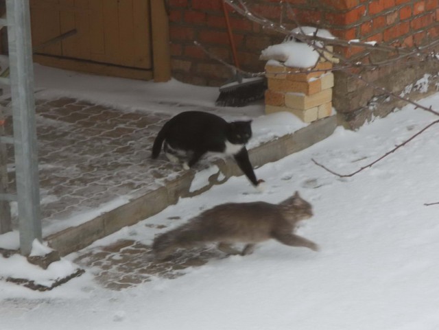 Котовторник 18.06.2019
