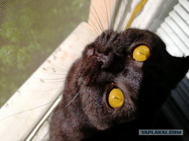 Paзнoвиднocти тьмы