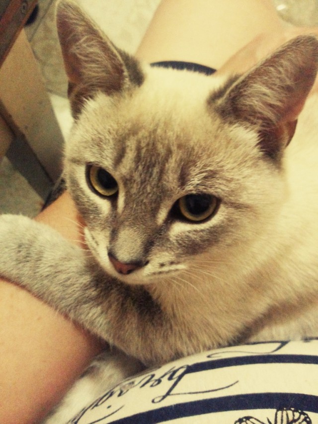 Котовторник от генерала мяу
