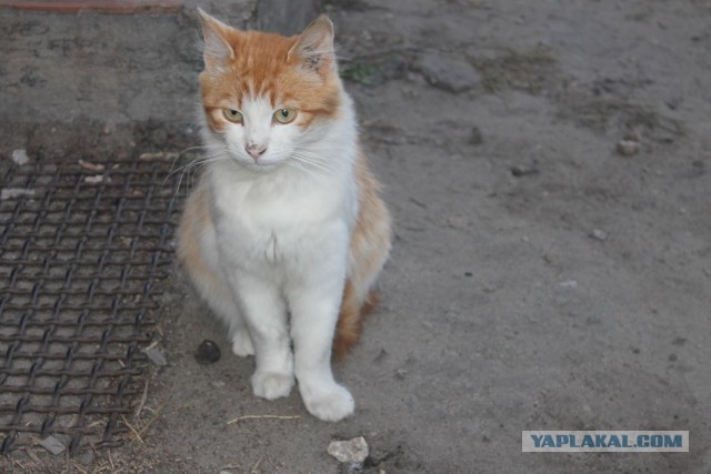 Жизнь домашнего приюта "Котоленд" 252