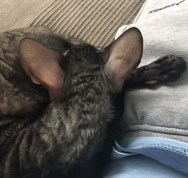 Вчера с женой решили кастрировать кота...