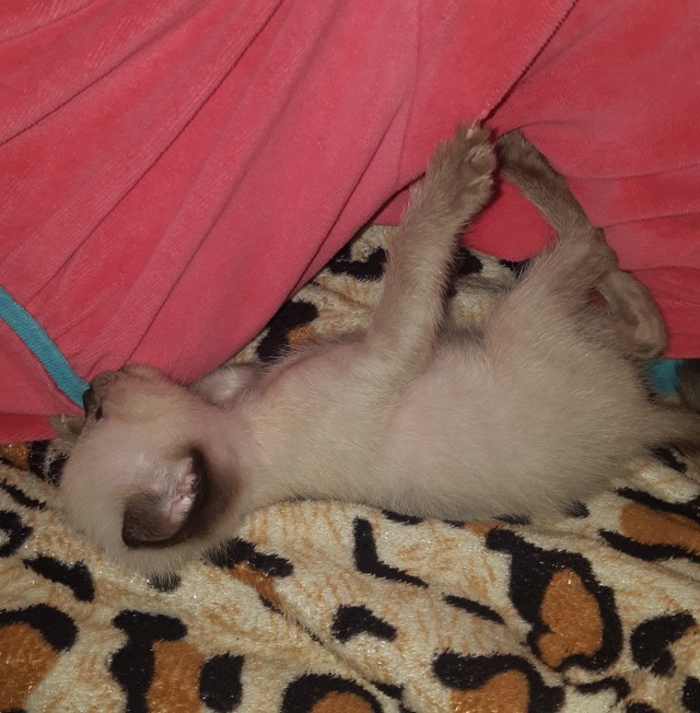 Котовторнику быть!