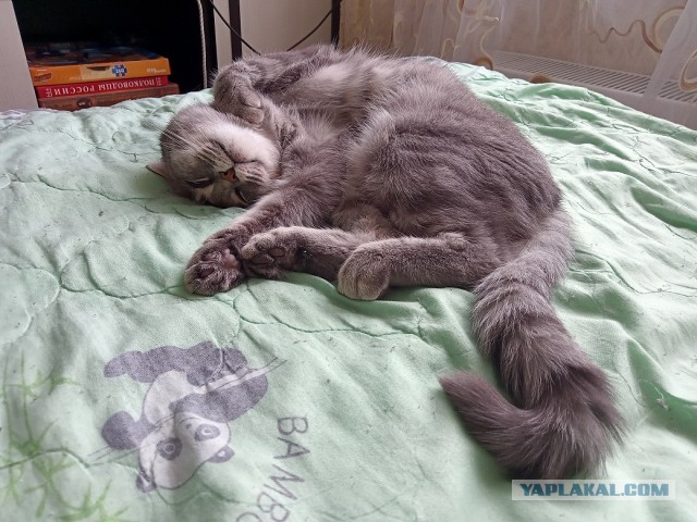 Кошкин день! Я, видимо первый.