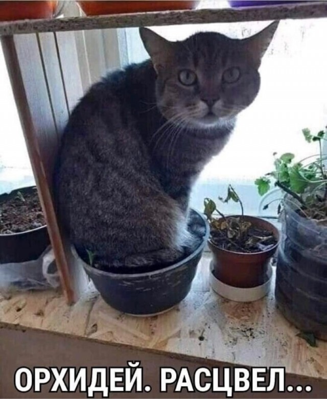 Картинки и мемы для настроения 05.08.2021