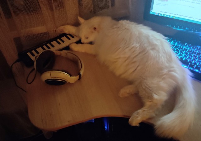 Котовторник 11.01.22