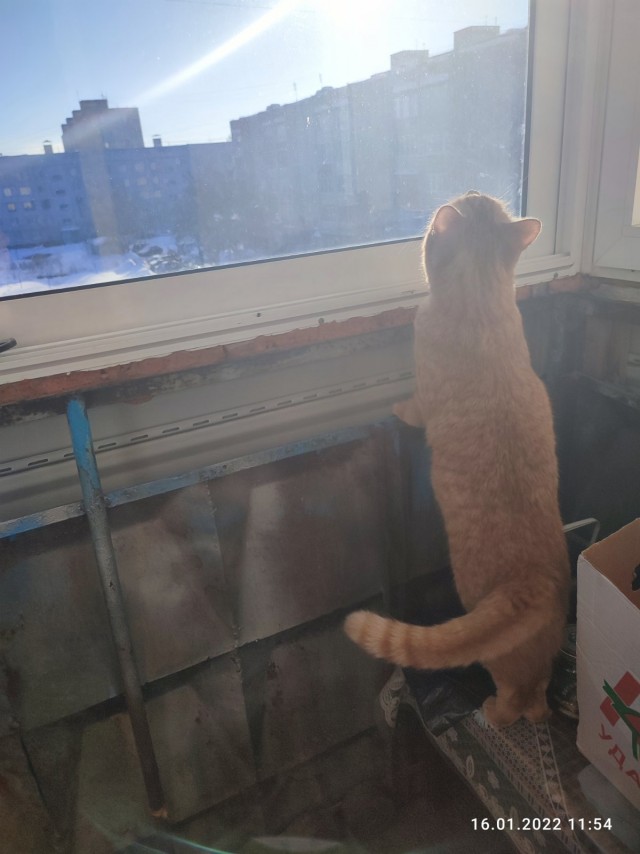 Котовторник 25.01.22