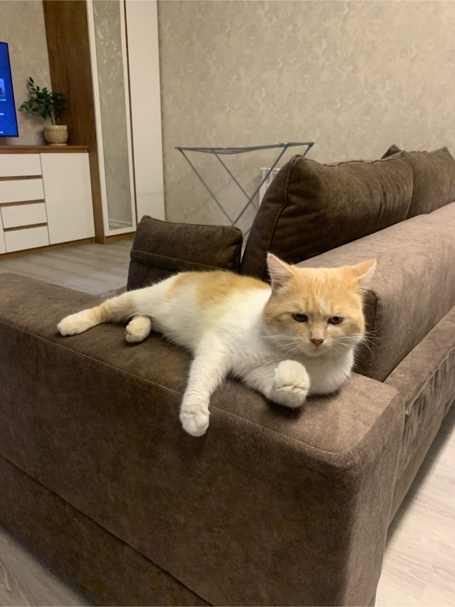 Котовторнику посвящается