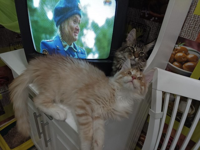 Кошка