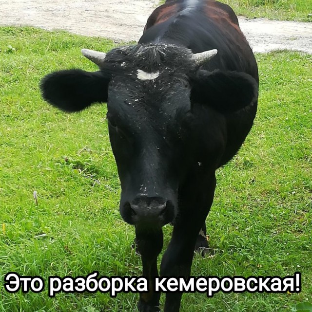 Разборки в Кемерово. Восстание мяса