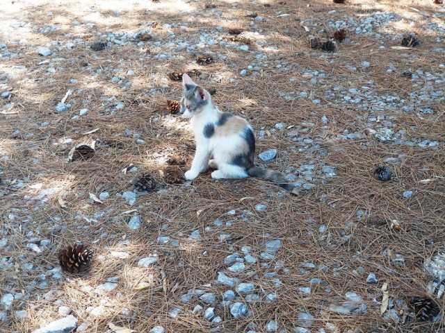 На котовторник