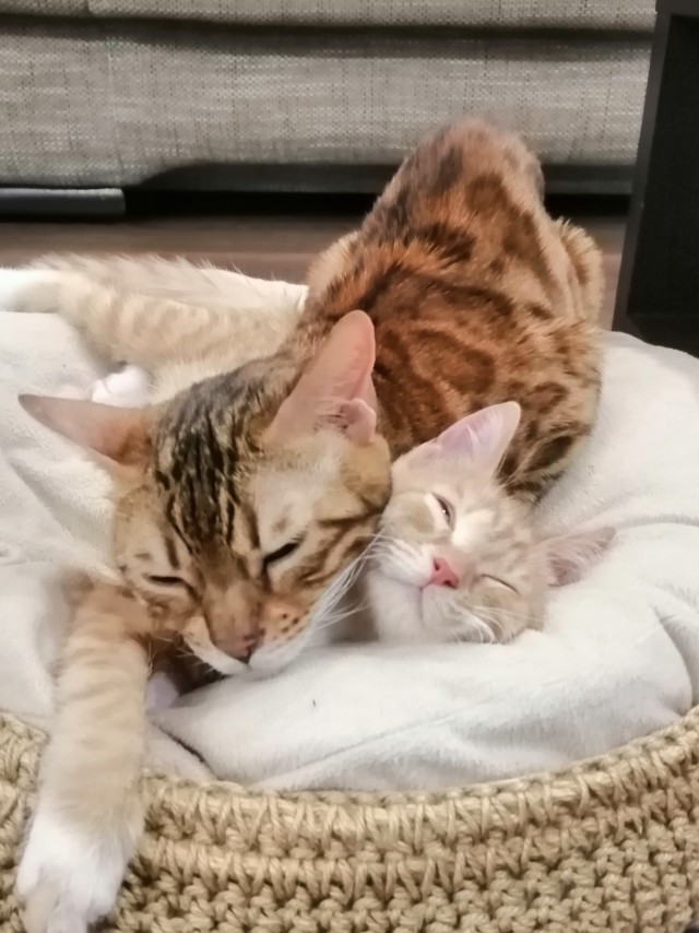 Котовторник 1.11.22