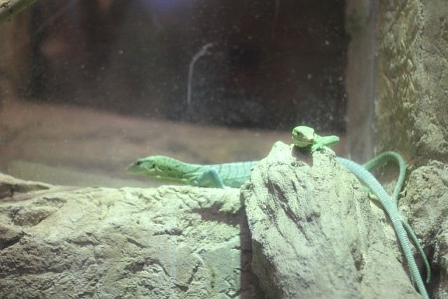 Деревенская Америка