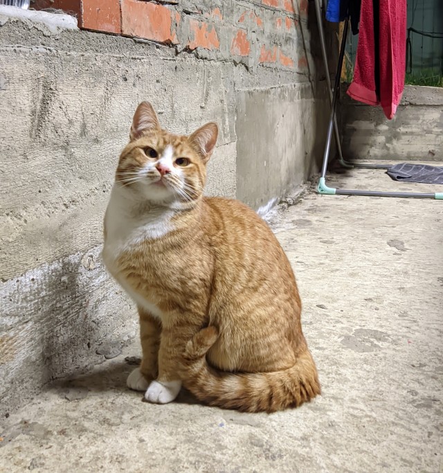 Котики Стамбула