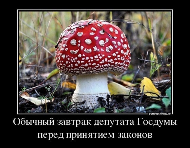 Депутат из Красноярского края отравился мухоморами в Москве.
