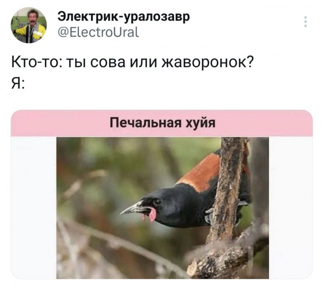 Скриншоты и комментарии из социальных сетей 07.10.23