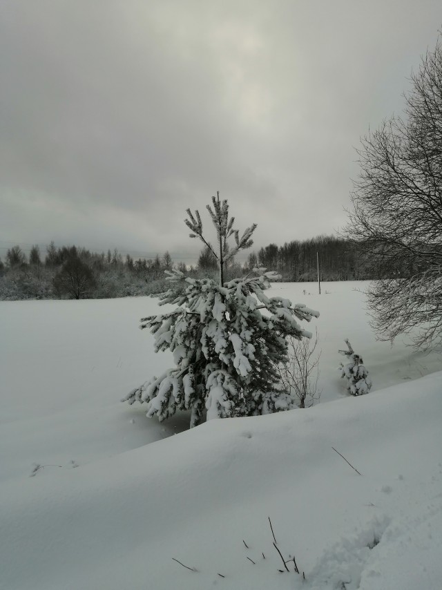 Зимняя красота