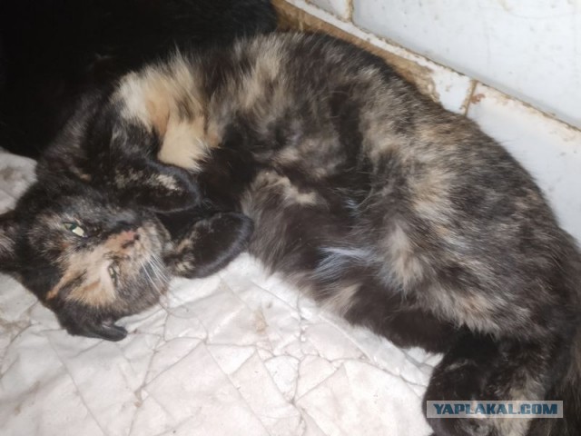 Жизнь домашнего приюта для котеек 484