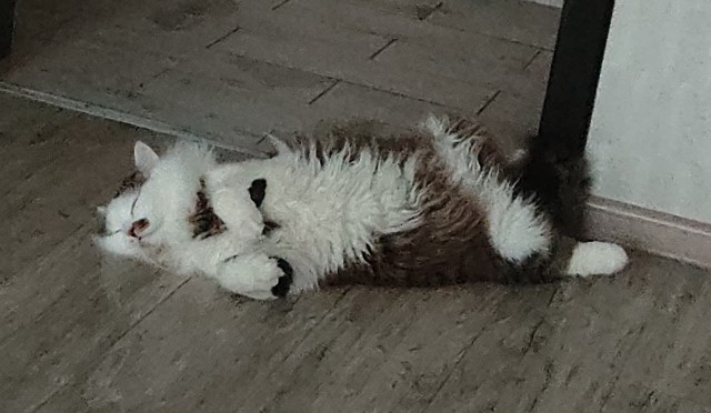 Толстые коты
