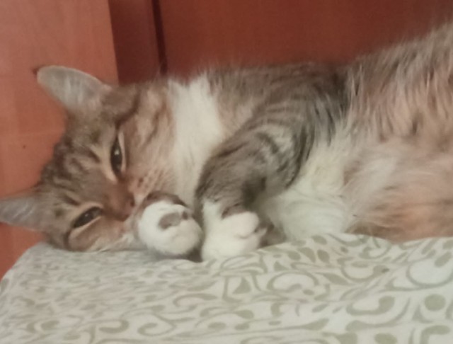 Котовторник 09.04.24