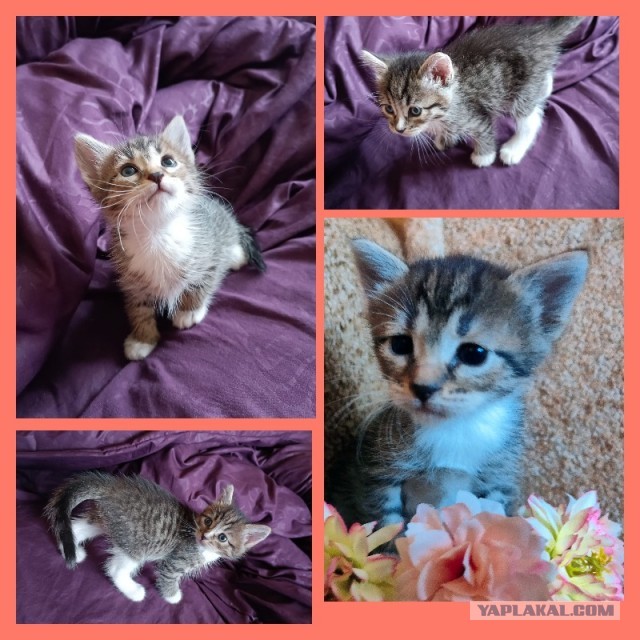 Отдам котят