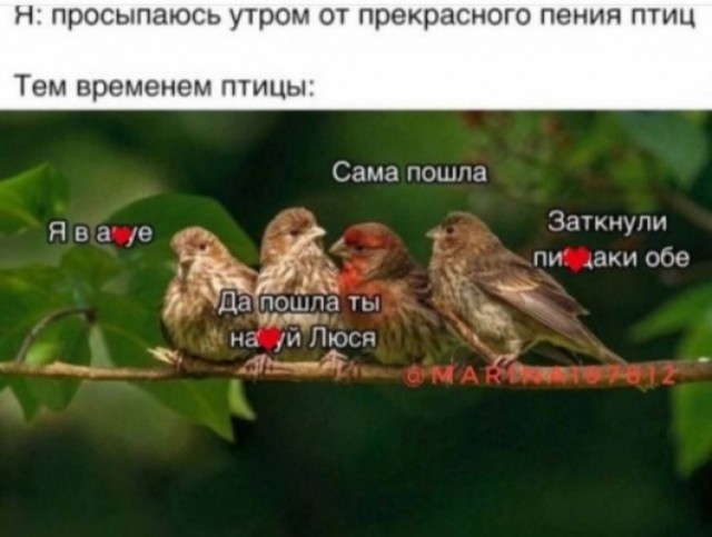 Ворона нападает на курицу