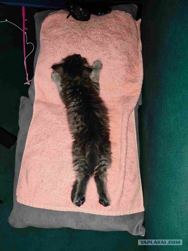 Подкидыш к котовторнику