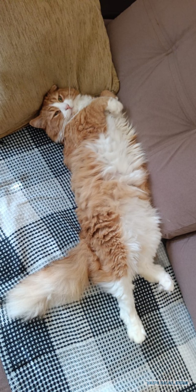 Котовторник, от мала до велика