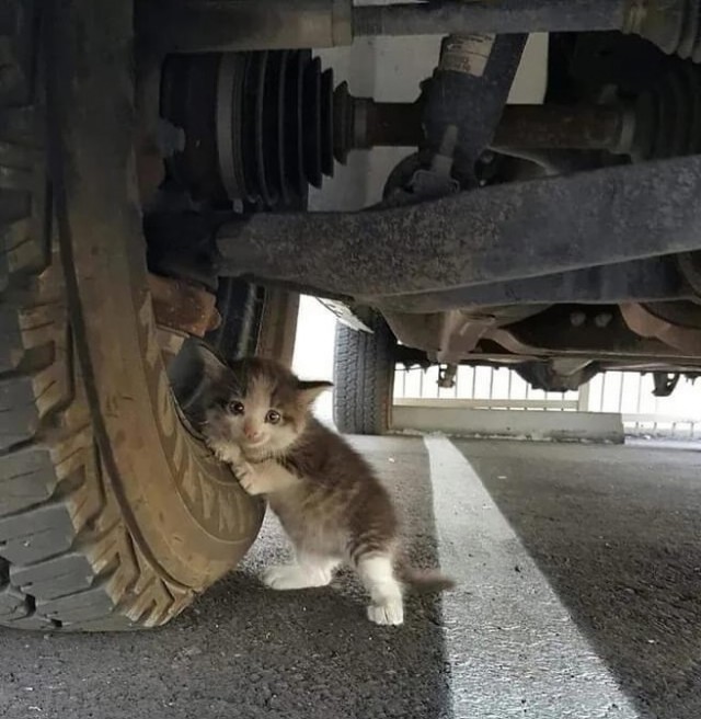 Это фото дальнобойщик прислал жене