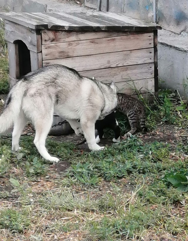 Прикольные морды котов псов к настроению...
