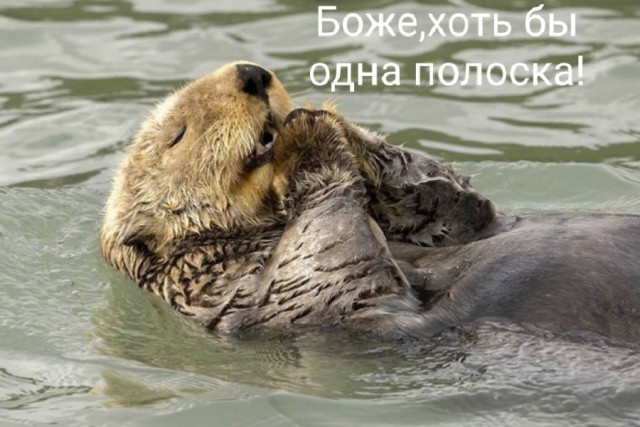 Финалисты премии «Комедийная фотография дикой природы»
