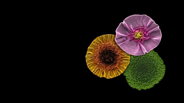 Лучшие научные изображения 2024 года, выбранные журналом Nature