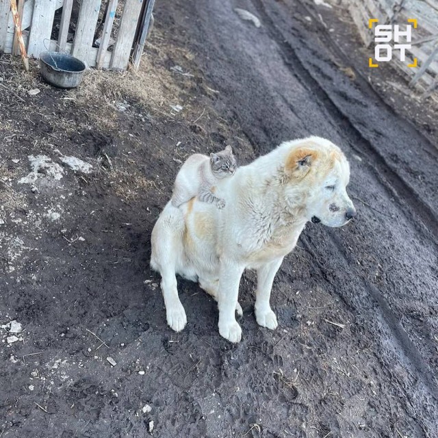 В Сети зафанатели от алабая, который везде ходит со своим другом котом на спине