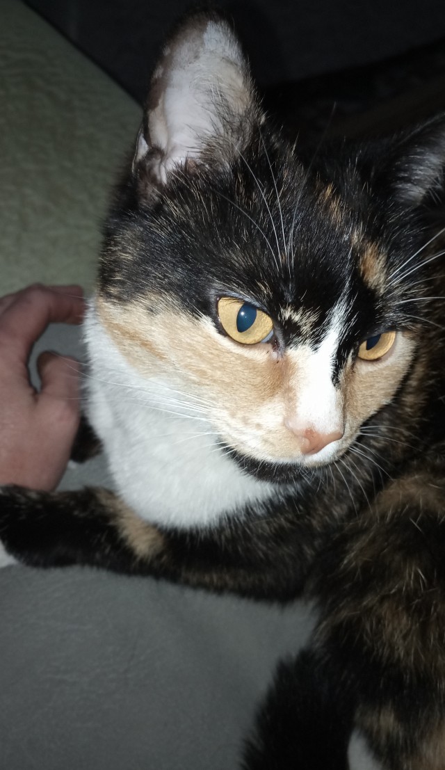 Не котовторник. Нужно мнение.