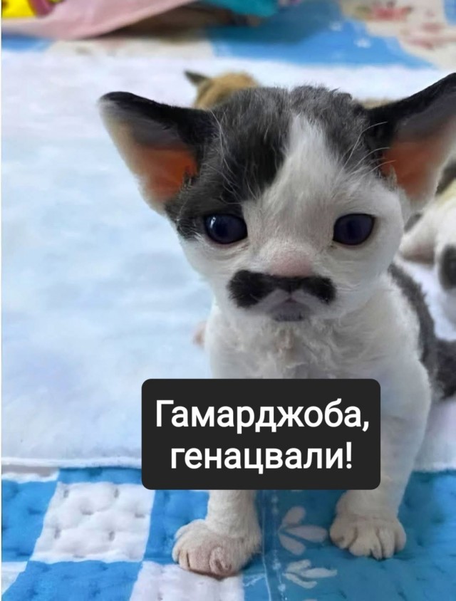 К котовторнику.