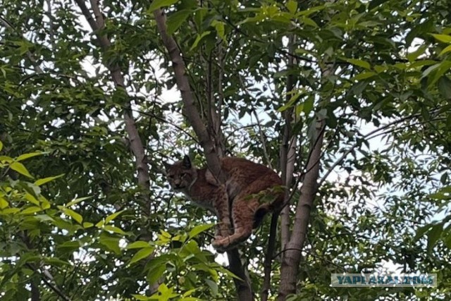 Рысь бродит по центру Иркутска