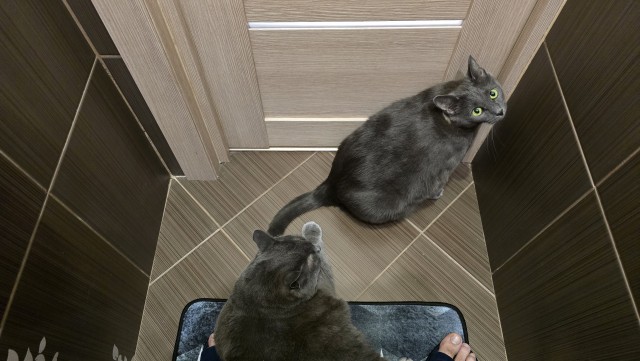 Котовторник